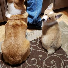 Pembroke Welsh Corgi Puppies from Michelle's House of Corgi's