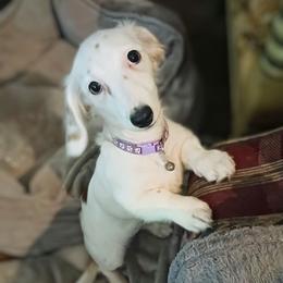 Pebbles - Dachshund