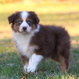 Red Tri Male 2 - Blue Eyes - Red tri-color male Australian Shepherd puppy in Northport, Alabama from Sipsey River Australian Shepherds