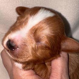 Red boy with lots of white on head and chest - Wheaten male Miniature Schnauzer puppy in Pflugerville, Texas from K&K Precious Tx schnauzers
