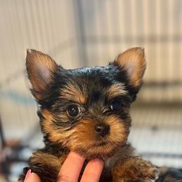 Princess Diana - Black and gold female Yorkshire Terrier puppy in Cape Coral, Florida from Katherine’s Yorkies and Poodles