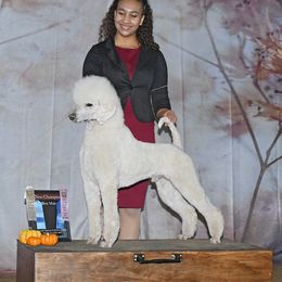 Shevchenko - Poodle