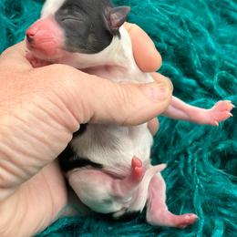 Pongo - Black and tan male Chihuahua puppy in Franklin, North Carolina from A&J Cutie Pawtooties