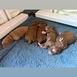 Rico - Red  male Goldendoodle puppy in Pine Grove, California from Lundee Doodles