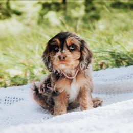 Pink girl - Merle female Cockapoo puppy in Missoula, Montana from Big Sky Cockapoos