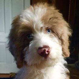 Aussiedoodles, Goldendoodles, and Poodles from Boujie Doodles and Poodles