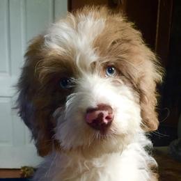 Aussiedoodles, Goldendoodles, and Poodles from Boujie Doodles and Poodles