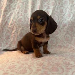 Girl 1 - Chocolate female Dachshund puppy in Galax, Virginia from Dells  Dachshund’s