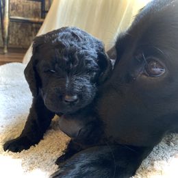 Labradoodle Puppies from Pisgah Creek Doodles