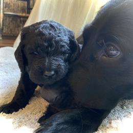 Labradoodle Puppies from Pisgah Creek Doodles