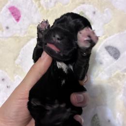 Jason - Black and silver male Miniature Schnauzer puppy in Hedgesville, West Virginia from Clay Hill Kennels