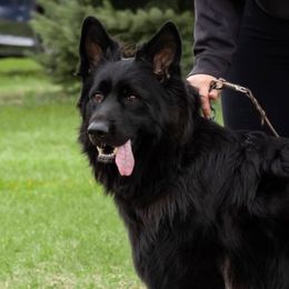 Bamba - German Shepherd