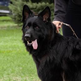 Bamba - German Shepherd