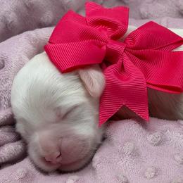 Ruby (Pink Collar) - Apricot female Australian Labradoodle puppy in Mount Gilead, North Carolina from Tillery Labradoodles