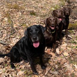 Labrador Retrievers from Julie Mikesell's Labrador Retrievers