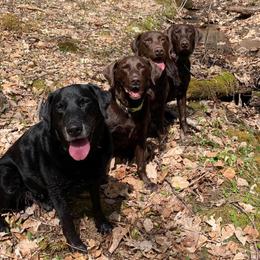 Labrador Retrievers from Julie Mikesell's Labrador Retrievers