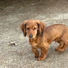 Burt (Blue Male) - Red Dachshund puppy in Washington, Georgia from Lizard Lick Longhair Dachshunds
