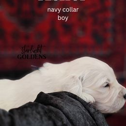 Golden Retriever Puppies from Starlight Goldens