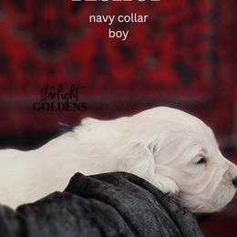 Golden Retriever Puppies from Starlight Goldens