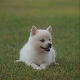 Makita - White female Pomsky puppy in Krum, Texas from Paw-Some Pomskies