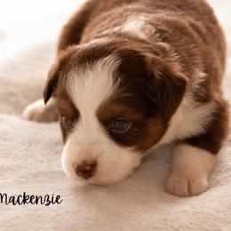 Mackenzie - Red tri female Miniature Australian Shepherd puppy in Blackfoot, Idaho from Bellewynd Acres