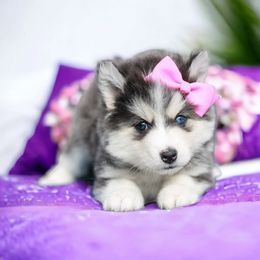 Pomsky Puppies from SZ Rolling Acres LLC