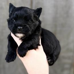 Tiny Teddy - Black and gold male Yorkshire Terrier puppy in Hope, Indiana from DJ Yorkies