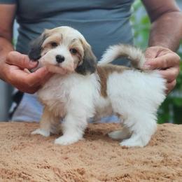 Ch - Red sable female Havanese puppy in Draper, Utah from Peaks Pups & Cavachon Love Chocolate Cavaliers, Cavaliers, Cavachon’s, Cavapoos & Havanese