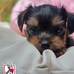 Bingo - Black and tan female Yorkshire Terrier puppy in California from Corazon de gigante