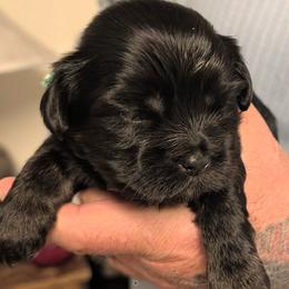 Michael - Black male Lhasa Apso puppy in Fort Worth, Texas from Cynthia's Lhasa Apsos
