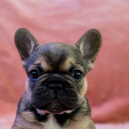 Girl 1 - French Bulldog puppy from Zoomie Zone RI