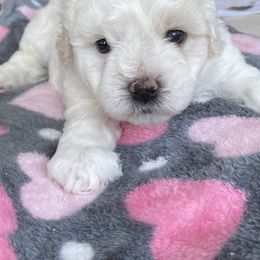 Puppy ( name will be given by owner) - White male Bichon Frise puppy in Greenville, South Carolina from Almaza Bichons
