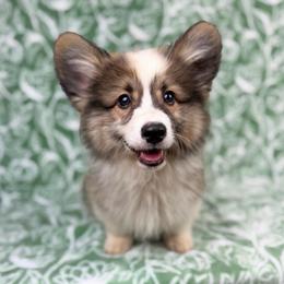 Sir - Sable male Pembroke Welsh Corgi puppy in Columbia, Tennessee from Wiggle B Ranch Corgis