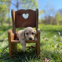 Basil - Cream male Dachshund puppy in Squires, Missouri from Hudson’s Hounds
