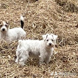 Russell Terrier Puppies from Acorn Ridge JRT