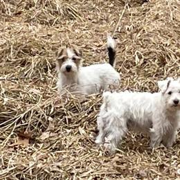 Russell Terrier Puppies from Acorn Ridge JRT