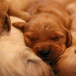 Golden Retriever Puppies from Oak Hill Kennels
