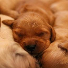 Golden Retriever Puppies from Oak Hill Kennels