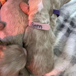 Gem pink - Buff and white female Cocker Spaniel puppy in Justin, Texas from Flud Farm Cocker Spaniels