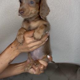 Boo - Fawn (isabella) and tan female Dachshund puppy in Aubrey, Texas from Dollhouse Doxies LLC