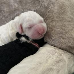 Apollo - Cream male Australian Labradoodle puppy in Chuluota, Florida from Delano Australian Labradoodles
