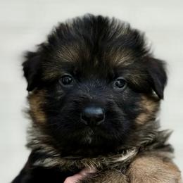 Riley - Black and red female German Shepherd puppy in Johnstown, Ohio from Vom Haus Neufus