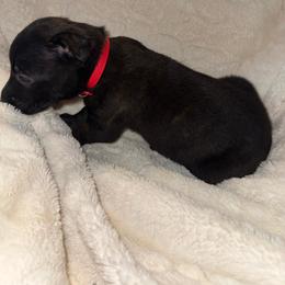 Tupelo - Black brindle male Dutch Shepherd puppy in Saint Amant, Louisiana from Mercy Kennels