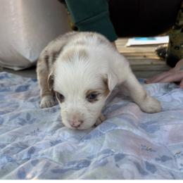 Lina - Red merle female Australian Shepherd puppy in Fontana, California from J.O Family Aussies