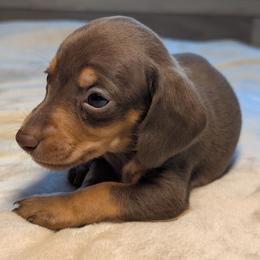 Hermes - Dapple male Dachshund puppy in Waddell, Arizona from The Bearded Companions