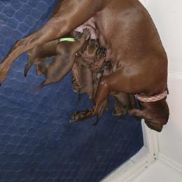 Galadriel - Red female Redbone Coonhound puppy in Lebanon, Tennessee from Cedar Forest Redbones