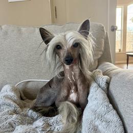 Draft - Slate male Chinese Crested puppy in Missouri from Charisma Chinese Cresteds