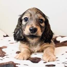 Diesel 3750 - Cream male Dachshund puppy in Sylvania, Alabama from Yancey’s Doxies