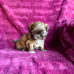 AKC    Queen Arianna - Brindle female Shih Tzu puppy in Las Vegas, Nevada from Vegas Shih Tzus