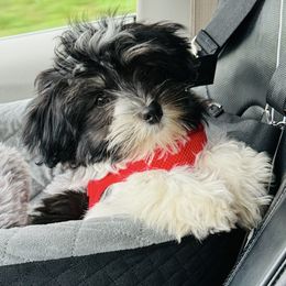Trixie - Havanese